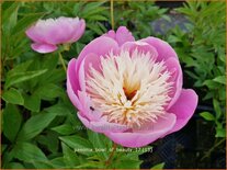 Paeonia &#39;Bowl of Beauty&#39; (pot 11 cm)