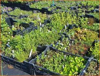 Mix-Paket: Pflanzen ab 1,45 € pro Stück