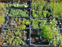 Mix-Paket: 36 Pflanzen von 1,80 € für 1,55 € pro Stück
