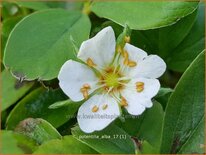Potentilla alba
