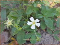 Potentilla alba