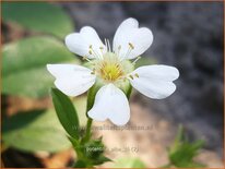 Potentilla alba