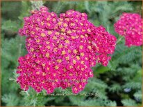 Achillea &#39;Sassy Summer Taffy&#39;