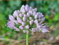 Allium lusitanicum 'Blue Eddy'