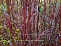 Andropogon gerardii &#39;Blackhawks&#39;