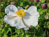 Anemone hupehensis &#39;Fantasy Elsa&#39;