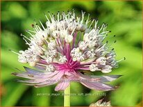 Astrantia major &#39;Diamonds Soft Pink&#39;