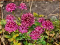 Astrantia major 'Red Joyce'