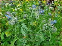 Borago officinalis