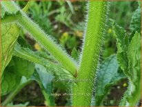 Borago officinalis