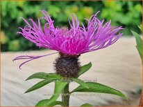Centaurea polyphylla &#39;Caramia&#39;