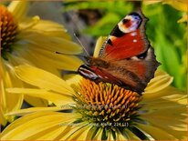 Echinacea purpurea 'Aloha'