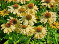 Echinacea purpurea 'Aloha'