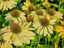 Echinacea purpurea 'Aloha'