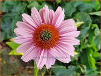Echinacea purpurea &#39;SunSeekers Blush&#39;