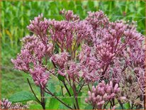 Eupatorium maculatum &#39;Riesenschirm&#39;