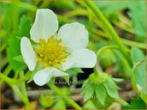 Fragaria ananassa 'Zanta'