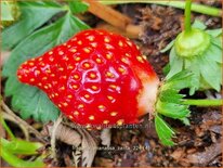 Fragaria ananassa 'Zanta'