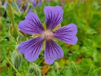 Geranium ibericum subsp. jubatum