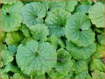 Glechoma hederacea &#39;Rosemarie&#39;