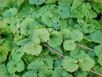 Glechoma hederacea &#39;Rosemarie&#39;