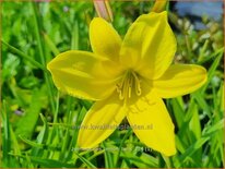 Hemerocallis 'Lemon Bells'