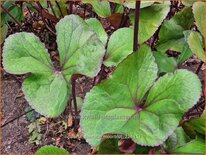 Ligularia dentata 'Moorblut'