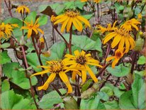 Ligularia dentata 'Moorblut'