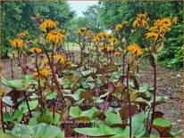 Ligularia dentata 'Moorblut'