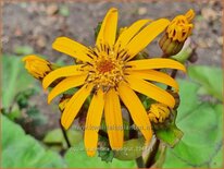 Ligularia dentata 'Moorblut'