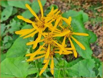 Ligularia hessei &#39;Gregynog Gold&#39;