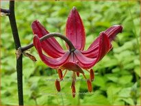 Lilium martagon &#39;Claude Shride&#39; (pot 11 cm)