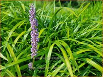 Liriope muscari &#39;Early Fascination&#39;