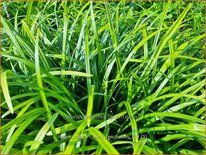 Liriope muscari &#39;Early Fascination&#39;