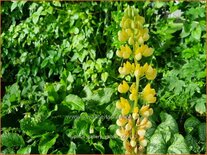 Lupinus 'Gallery Yellow'