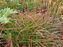 Miscanthus sinensis &#39;Rotsilber&#39; (pot 11 cm)