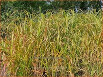 Miscanthus sinensis &#39;Sunset&#39;