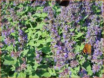 Nepeta 'Purple Haze'