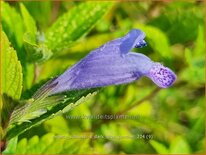 Nepeta subsessilis &#39;Dark Blue Panther&#39;