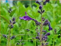 Nepeta subsessilis &#39;Purple Prelude&#39;