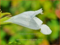 Nepeta subsessilis &#39;Snow Panther&#39;