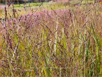 Panicum virgatum &#39;Apache Rose&#39;