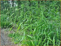 Phaenosperma globosa