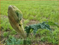 Rheum palmatum tanguticum