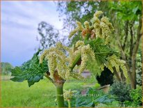 Rheum palmatum tanguticum