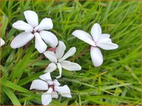 Rhodohypoxis platypetale &#39;Select&#39;