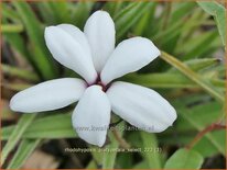 Rhodohypoxis platypetale &#39;Select&#39;