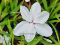 Rhodohypoxis platypetale &#39;Select&#39;