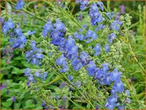 Salvia azurea 'Grandiflora'