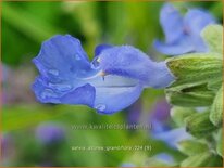 Salvia azurea 'Grandiflora'